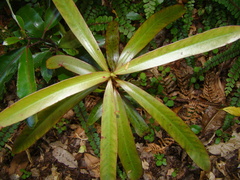 Myrsine salicina