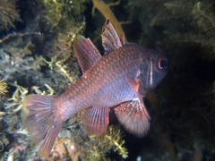 Vincentia conspersa