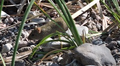 Sigmodon ochrognathus