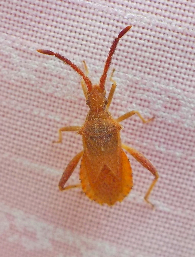 Coriomeris brevicornis