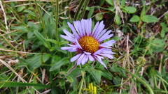 Erigeron thunbergii