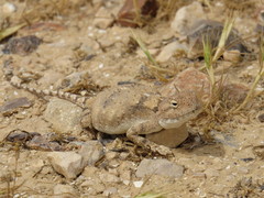 Trapelus agnetae