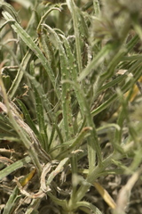 Echium albicans