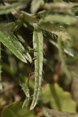 Echium albicans