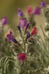Echium albicans