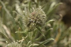 Echium albicans