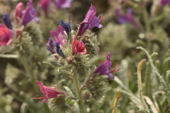 Echium albicans