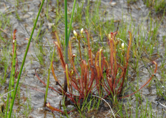 Drosera linearis