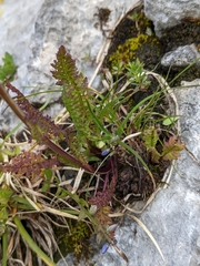 Pedicularis ascendens