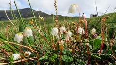 Cassiope lycopodioides