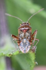 Rhopalus parumpunctatus