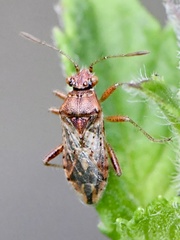 Rhopalus parumpunctatus