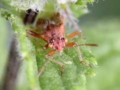 Rhopalus parumpunctatus