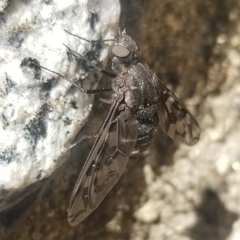 Conophorus fenestratus