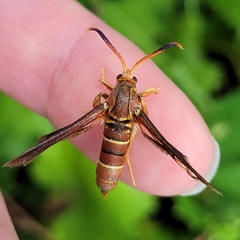 Vitacea polistiformis