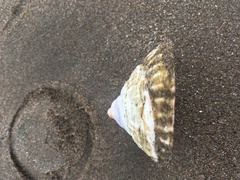 Trochita trochiformis