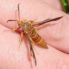 Vitacea polistiformis