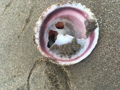 Trochita trochiformis