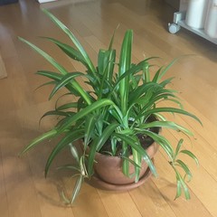 Chlorophytum viridescens