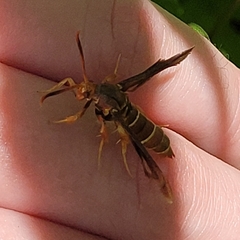 Vitacea polistiformis