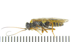 Cephalcia abietis