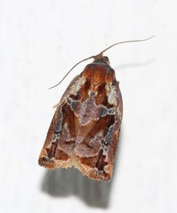 Archips oporana