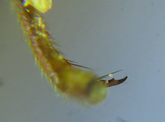 Cephalcia abietis