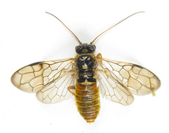 Cephalcia abietis