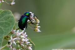 Chrysochares asiaticus