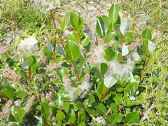 Salix glabra