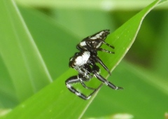 Dendryphantes zygoballoides