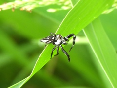 Dendryphantes zygoballoides