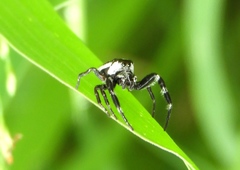 Dendryphantes zygoballoides