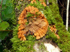Hypocreopsis rhododendri