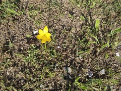 Zephyranthes citrina