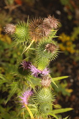 Cirsium vulgare