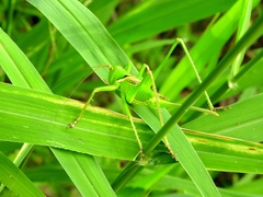 Neobarrettia sinaloae