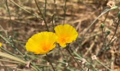 Eschscholzia californica californica