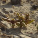 Mesembryanthemum cryptanthum - Photo (c) Noam, osa oikeuksista pidätetään (CC BY-NC), lähettänyt Noam