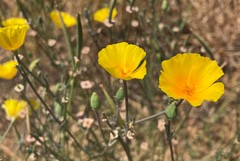 Eschscholzia californica californica
