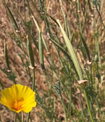Eschscholzia californica californica