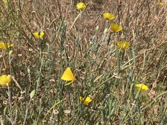 Eschscholzia californica californica
