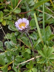 Erigeron uniflorus