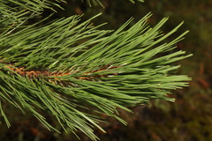 Pinus nigra