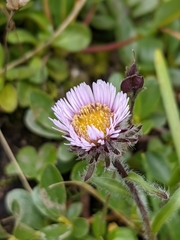 Erigeron uniflorus