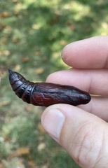Eumorpha pandorus