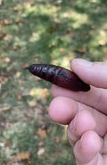 Eumorpha pandorus