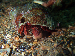 Paguristes frontalis