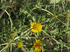 Asteriscus graveolens