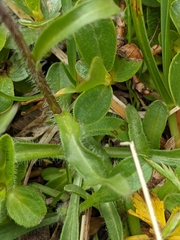 Erigeron uniflorus